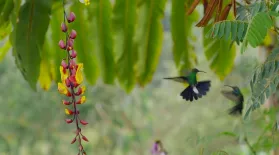 Hummingbirds Battle in the Air : asset-mezzanine-16x9