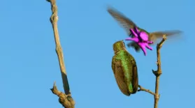 Costa's Hummingbird Dances to Woo Mate : asset-mezzanine-16x9