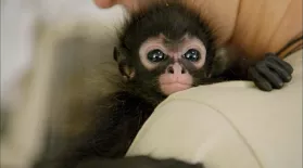 Orphaned Spider Monkey Nursed Back to Health: asset-mezzanine-16x9
