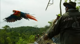 Scarlet Macaws Released to the Wild : asset-mezzanine-16x9