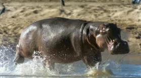 How Do Hippos Get Clean?: asset-mezzanine-16x9