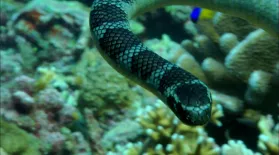Roving Gang of Sea Snakes and Fish Terrorize Reef : asset-mezzanine-16x9