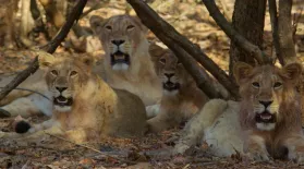 India's Wandering Lions | Preview : asset-mezzanine-16x9