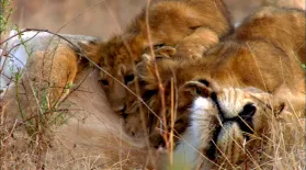Lion Cubs Playing with Mom and Dad : asset-mezzanine-16x9