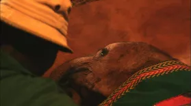 Bedtime at the Elephant Orphanage: asset-mezzanine-16x9