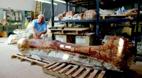 Did This Thighbone Belong to the World's Largest Dinosaur?: asset-mezzanine-16x9