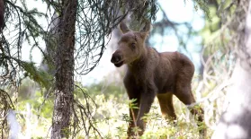 Moose: Life of a Twig Eater | Preview : asset-mezzanine-16x9