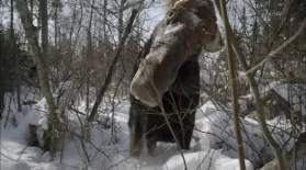 Brain Parasite Turns Moose Into Zombies : asset-mezzanine-16x9