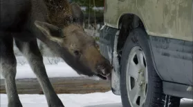 Why Do Moose Enjoy Licking Cars? : asset-mezzanine-16x9