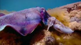 Cuttlefish Males Fool Rivals by Imitating Opposite Sex : asset-mezzanine-16x9