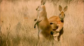 The Sneaky Mating Strategy of Red Kangaroos : asset-mezzanine-16x9