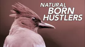 Natural Born Hustlers | Episode 1 |  Preview : asset-mezzanine-16x9