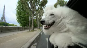 PETS Wild at Heart | Episode 2 | Preview : asset-mezzanine-16x9