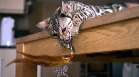 PETS Wild at Heart | Episode 1 | Preview: asset-mezzanine-16x9
