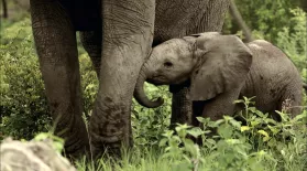 Baby Elephant Explores His World : asset-mezzanine-16x9