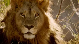 Maned Lioness Displays Both Male and Female Traits : asset-mezzanine-16x9