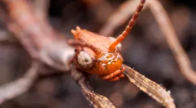 These Stick Insects Are Three Times Weirder Than You Think: asset-mezzanine-16x9