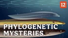 Phylogenetic Mysteries: asset-mezzanine-16x9