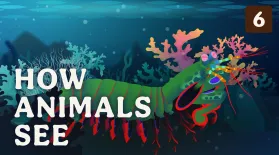 How Animals See: asset-mezzanine-16x9