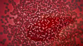 "Hunting the Nightmare Bacteria" — Preview: asset-mezzanine-16x9