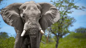 Elephants: Do Giant Brains Mean More Smarts?: asset-mezzanine-16x9
