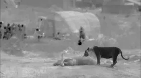 Lion Caught on Infrared Camera : asset-mezzanine-16x9
