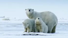 Polar Bears Search for Scraps in Changing Climate: asset-mezzanine-16x9
