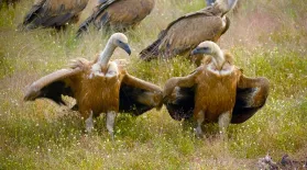Fox Attempts to Steal Carcass From Flock of Vultures: asset-mezzanine-16x9