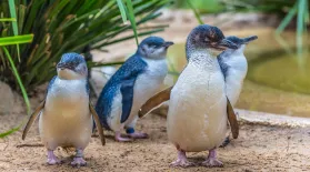 Penguins: Meet the Family: asset-mezzanine-16x9