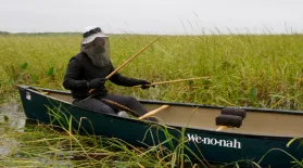 Collecting Wild Rice in Northern Minnesota: asset-mezzanine-16x9