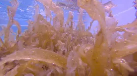 How Seaweed May Help Revive Our Oceans: asset-mezzanine-16x9