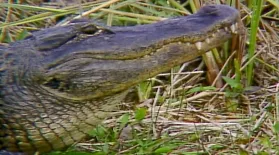 Everglades National Park (1985): asset-mezzanine-16x9