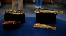 Appraisal: Oscar Peterson Fish Decoys, ca. 1932: asset-mezzanine-16x9