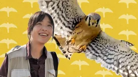 Understory | What's It Like To Be A Falconer: asset-mezzanine-16x9