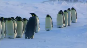 How Female Emperor Penguins Find Their Chicks : asset-mezzanine-16x9