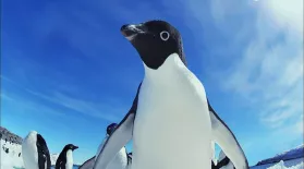 Penguin Invasion!: asset-mezzanine-16x9