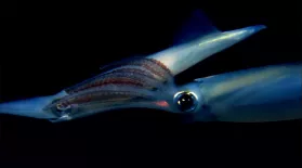 The Incredible Mating Ritual of Opalescent Squid: asset-mezzanine-16x9