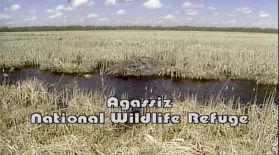 Agassiz National Wildlife Refuge (1990): asset-mezzanine-16x9
