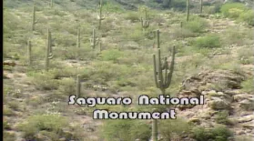 Saguaro National Monument (1986): asset-mezzanine-16x9