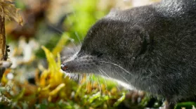 Tiny Water Shrews Are the "Cheetahs of the Wetlands": asset-mezzanine-16x9