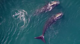 Saving the Right Whale Preview: asset-mezzanine-16x9