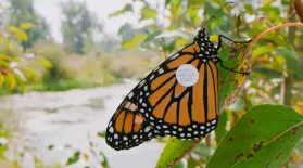 Westward Wings | A NATURE Short Film: asset-mezzanine-16x9