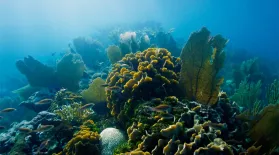 Miraculous Comeback: How This Coral Recovered From Bleaching: asset-mezzanine-16x9