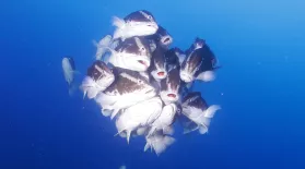 The Sounds of Grouper Spawning: asset-mezzanine-16x9