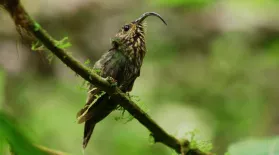 Finding the Elusive White-Tipped Sicklebill: asset-mezzanine-16x9