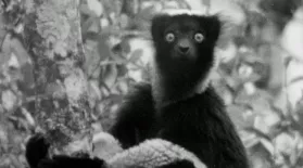 Young David Attenborough Records First Lemur Sounds: asset-mezzanine-16x9