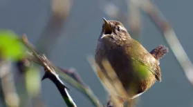 Footage Proves Female Songbirds Can Sing: asset-mezzanine-16x9