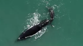 Meet Snow Cone the Right Whale and Her Calf: asset-mezzanine-16x9