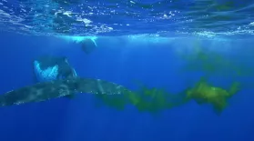 Could Whale Poop Help Cool the Planet?: asset-mezzanine-16x9
