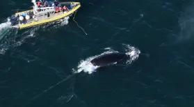 Scientists Attempt To Free Entangled Right Whale: asset-mezzanine-16x9